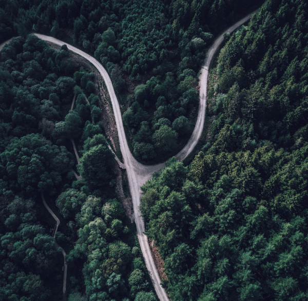 route sinueuse dans la forêt dense et verte